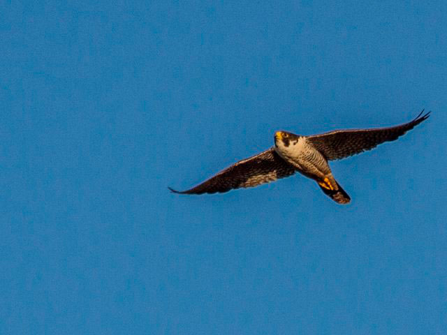  - Falcão-peregrino chega a Santa Bárbara 