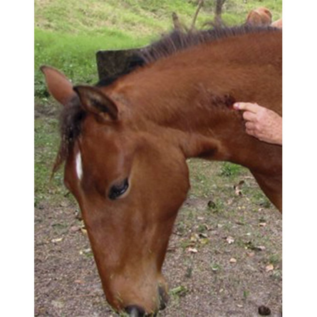 Política - Joi sugere orientação sobre a raiva animal na Tribuna Livre