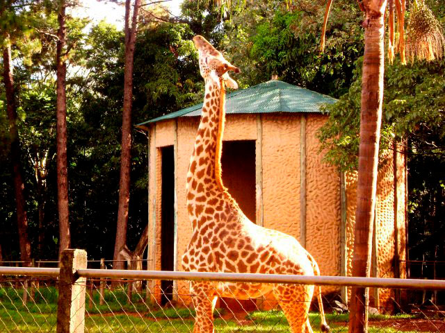 - Morre girafa do Zoo de Americana