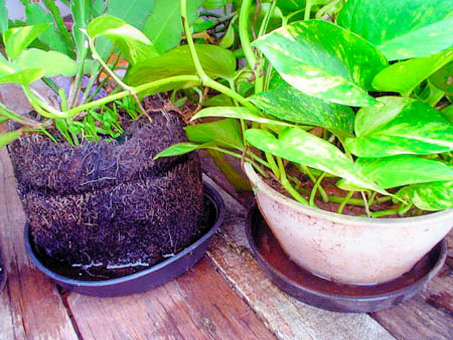 Saúde - Saúde alerta a população sobre importância do combate à dengue