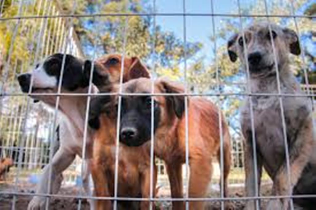  - Quarentena aumenta adoção de cães e gatos na região 