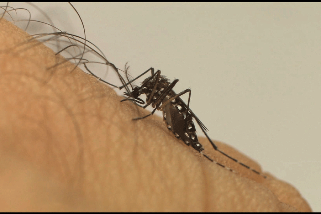 Saúde - Santa Bárbara registra 3,4 mil casos positivos de dengue