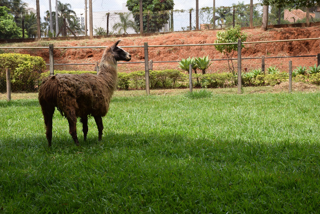 Foto Do Dia - Parque Ecológico recebe Ihama