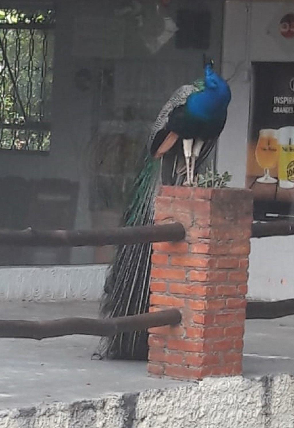 Foto Do Dia - Majestoso pavão