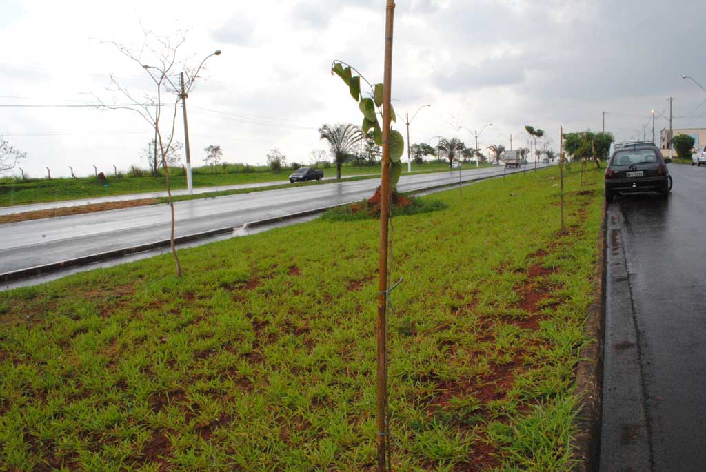 Foto Do Dia - Plantio de árvores