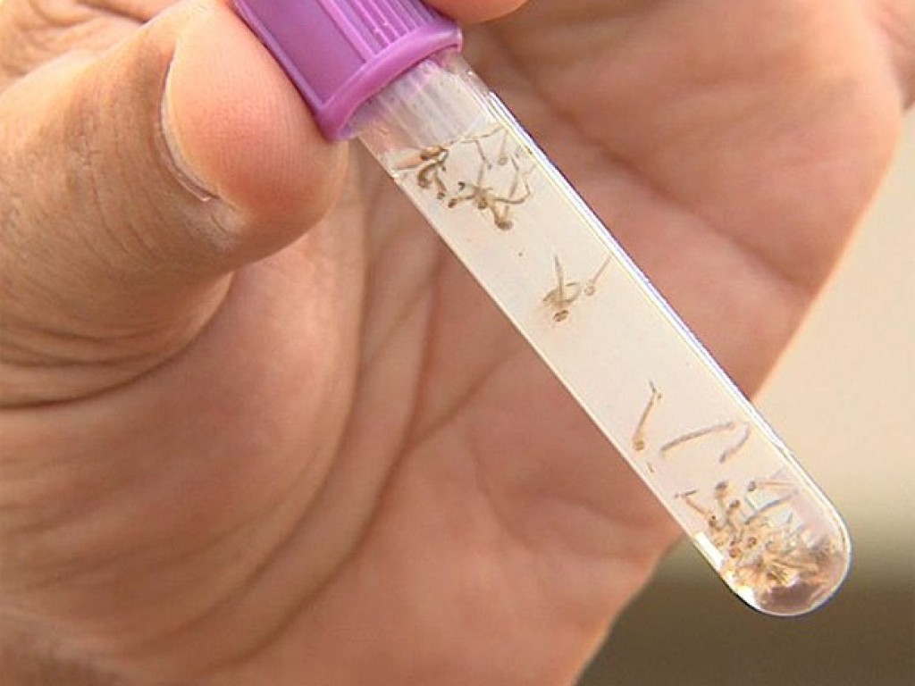  - Santa Bárbara fecha 2020 com 1.027 mil casos de dengue
