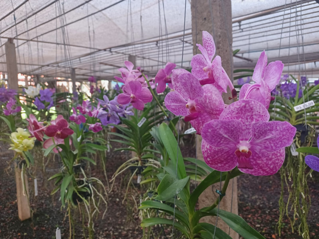 Cidades - Festival de Orquídeas começa  neste sábado no Orquidário SB