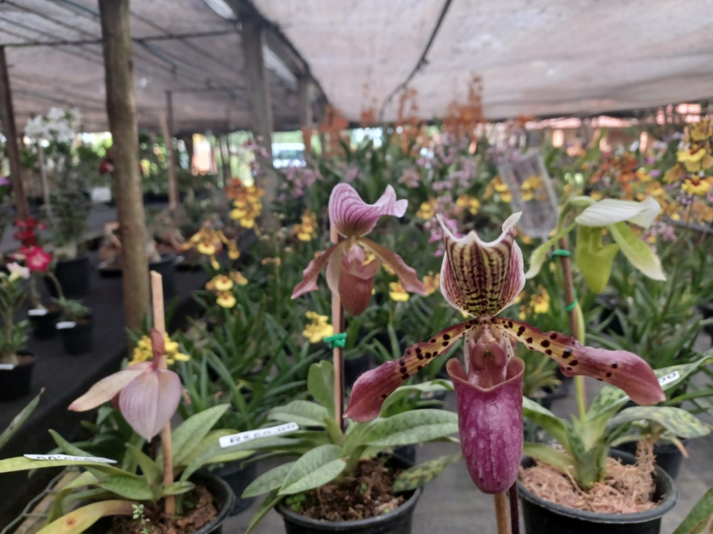 Cidades - Festival de Orquídeas acontece  neste fim de semana no Orquidário Santa Bárbara