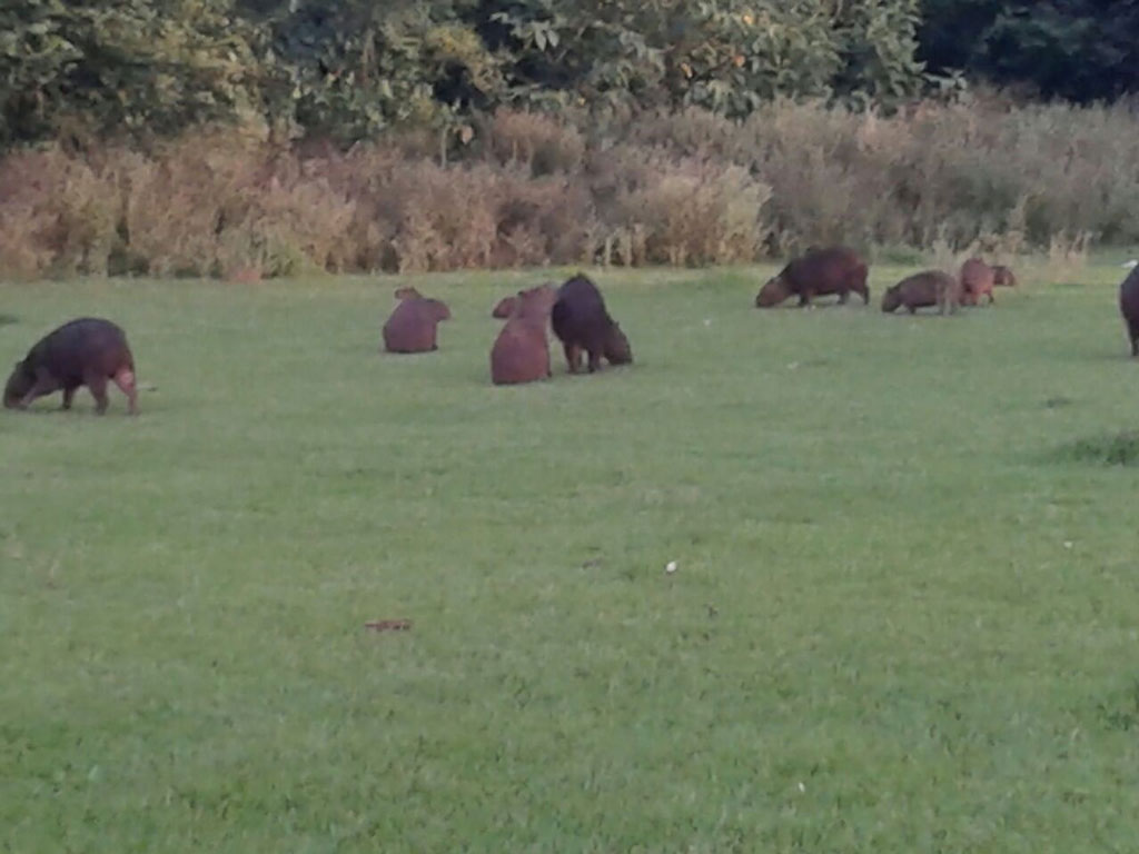 Política - Celso Ávila promove reunião sobre proliferação de capivaras na 6ª feira