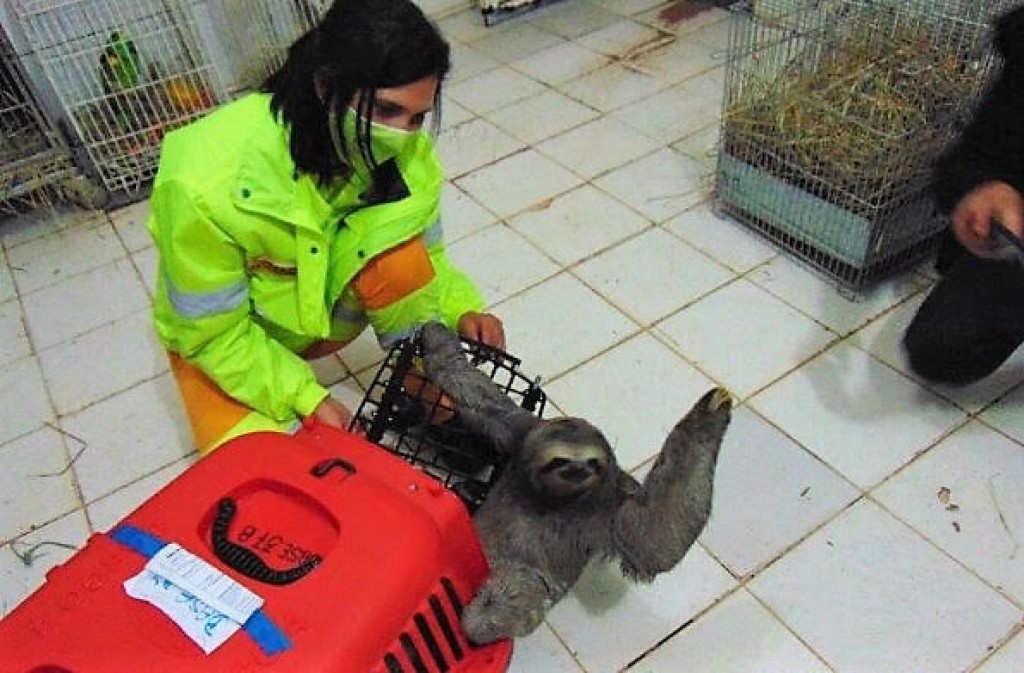 Foto Do Dia - Bicho preguiça na Rodovia dos Bandeirantes