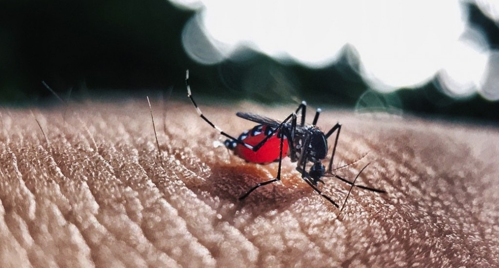 Saúde - Santa Bárbara registra 1.199 casos de dengue