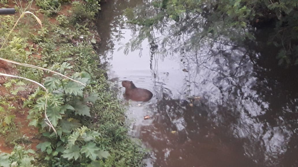 Foto Do Dia - Capivaras no Ribeirão dos Toledos