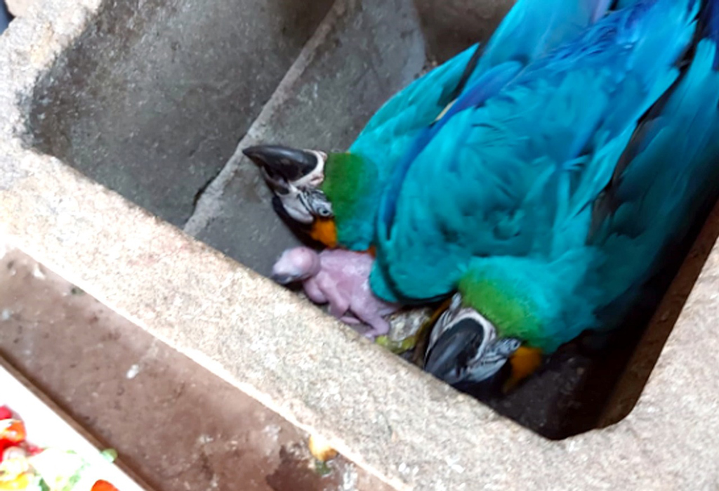 Foto Do Dia - Nasce filhote de Arara Canindé em Nova Odessa