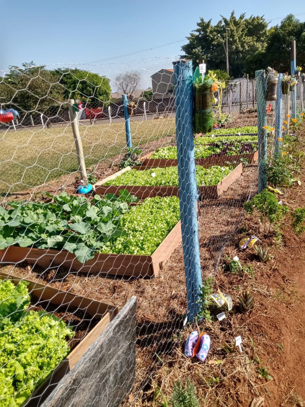 Foto Do Dia - Horta orgânica comunitária