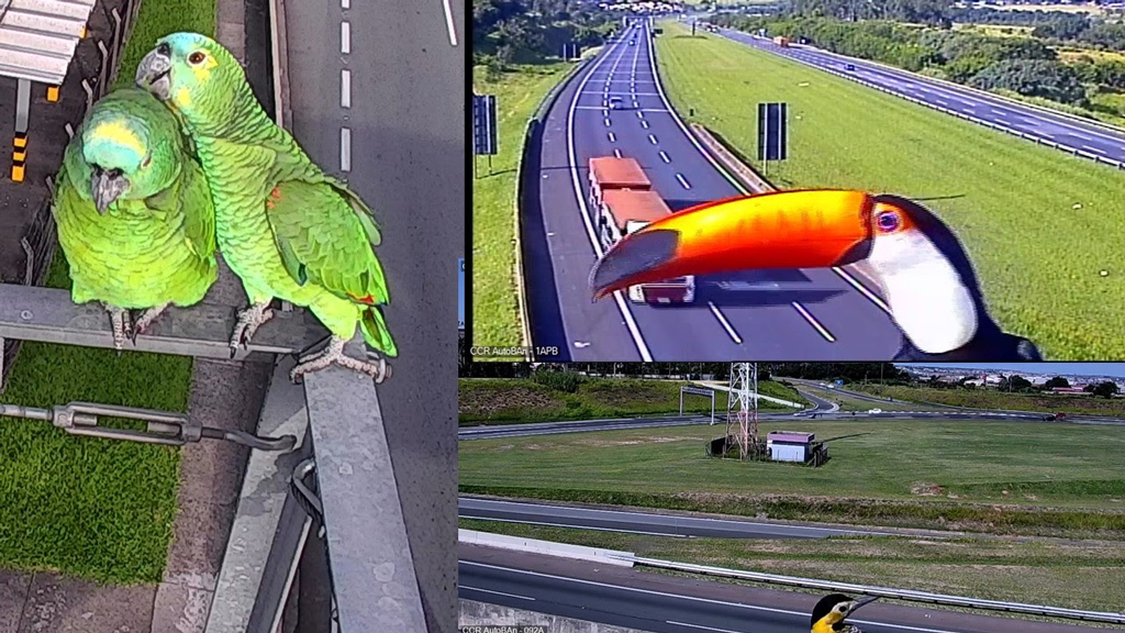 Foto Do Dia - Aves no Sistema Anhanguera-Bandeirantes