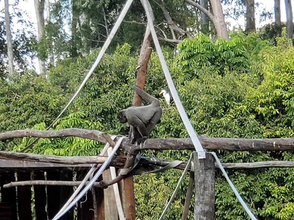 Foto Do Dia - Macaco Barrigudo