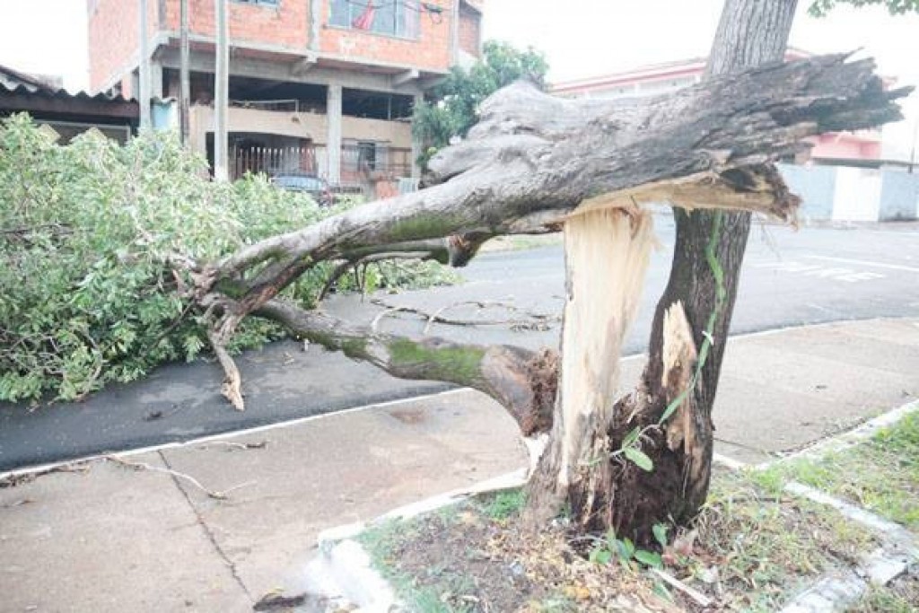 Política - Carlão Motorista quer informações sobre poda e extração de árvores 