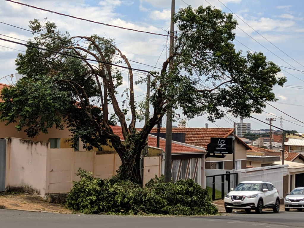 Foto Do Dia - Poda de árvore