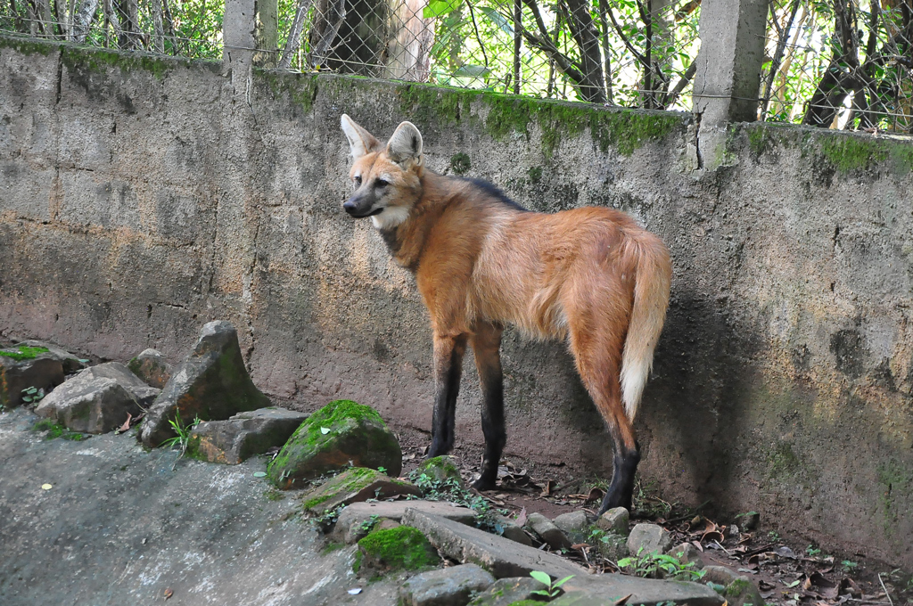 - Fêmea de lobo-guará em Americana