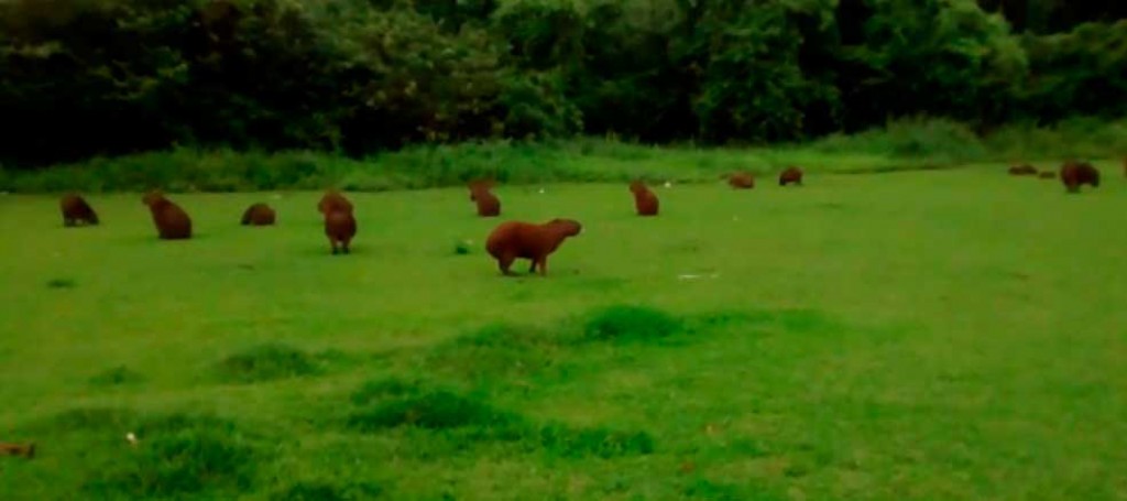 Política - Proliferação de capivaras deixa em alerta moradores do Icaraí 