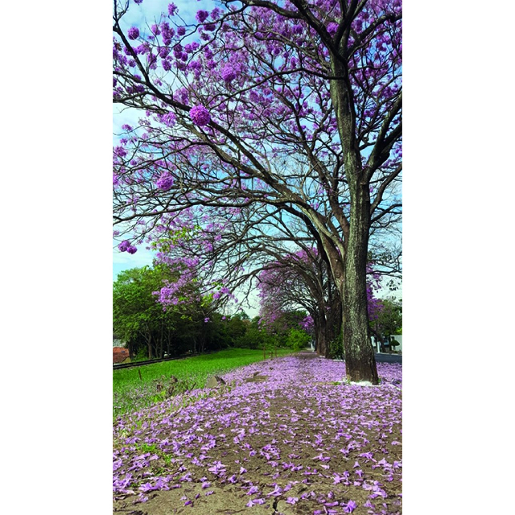 Foto Do Dia - Florada dos Ipês